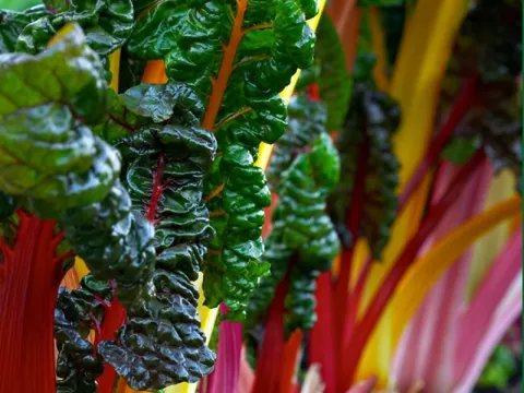 Beta vulgaris 'Bright Lights'