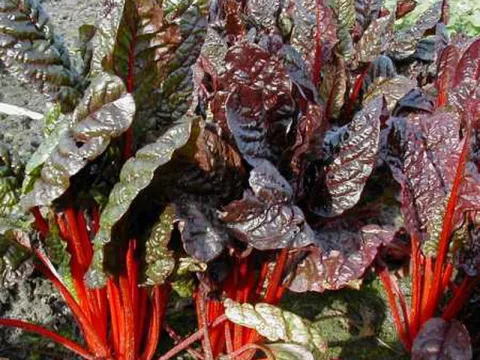 Beta vulgaris 'Rhubarb Chard'