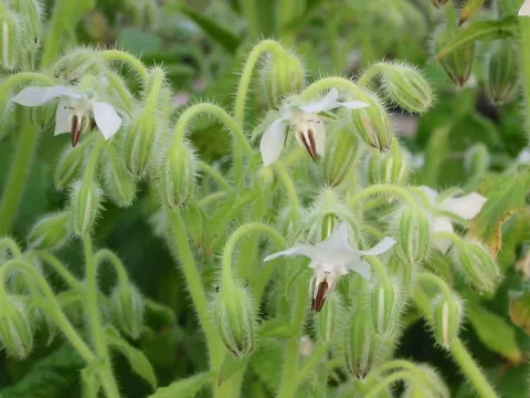 Borago off. 'Bianca'