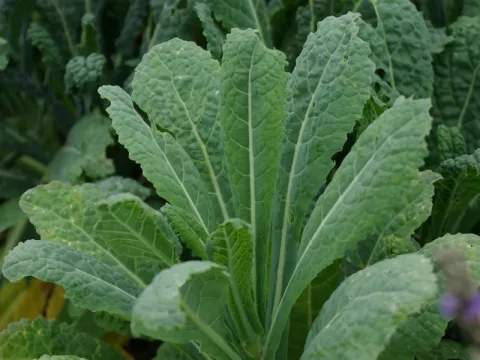 Brassica ol. ac. Nero di Toscane