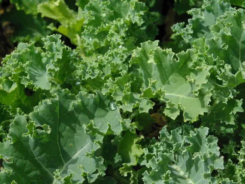 Brassica ol. var. laciniata 'Westlandse Winter'