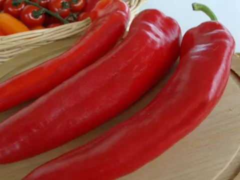 Capsicum annuum 'Lombardii'