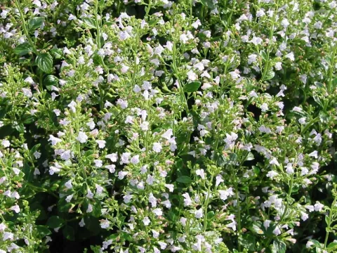 Calamintha nepeta nepeta