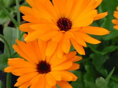 Calendula officinalis
