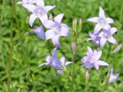 Campanula rapunculus
