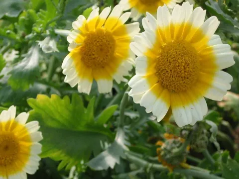 Chrysanthemum coronarium