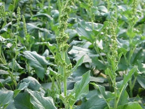 Chenopodium bonus-henricus