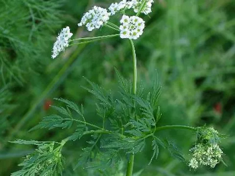 Chaerophyllum bulbosum