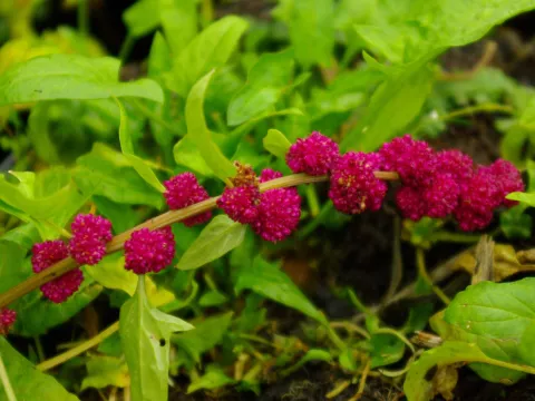 Chenopodium capitatum