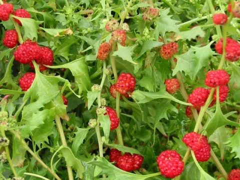 Chenopodium foliosum
