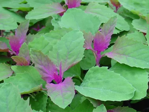 Chenopodium gigantheum