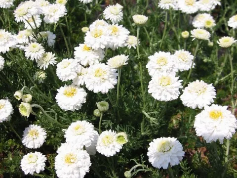 Chamaemelum n. 'Flore Pleno'