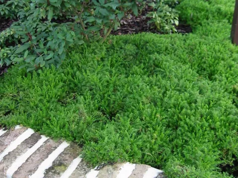 Chamaemelum n. 'Treneague'