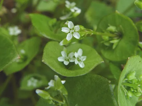 Claytonia perfoliata