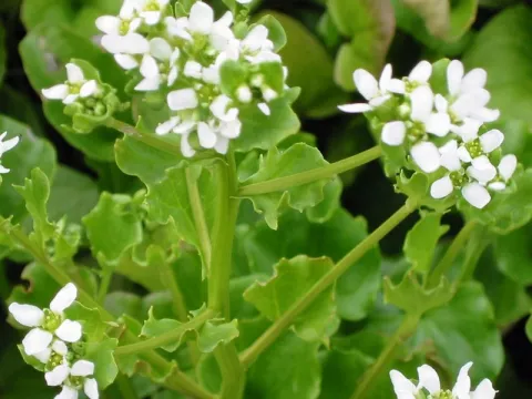 Cochlearia officinalis