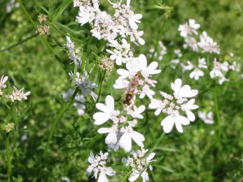 Coriandrum sativum