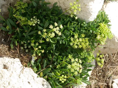 Crithmum maritimum