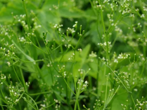 Cryptotaenia japonica