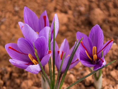Crocus sativus