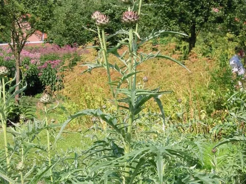 Cynara cardunculus
