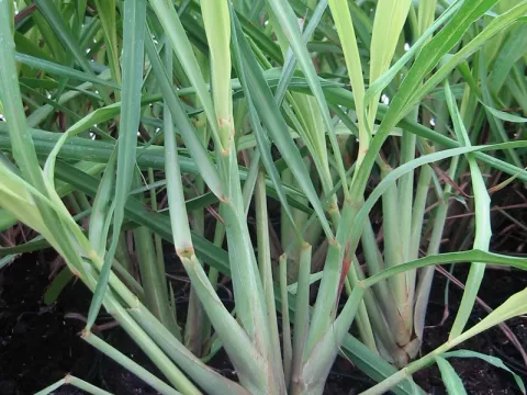 Cymbopogon citratus