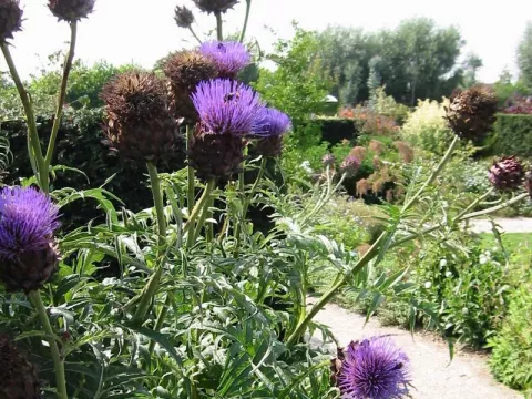 Cynara scolymus