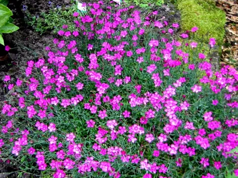 Dianthus deltoides