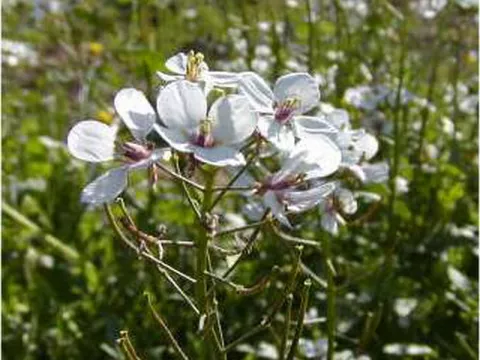 Diplotaxis erucoïdes