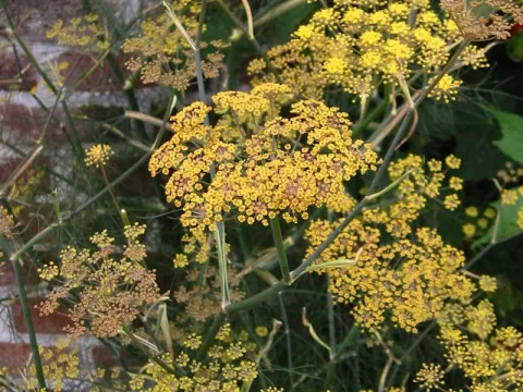Foeniculum vulg. 'Purpureum