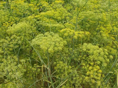 Foeniculum vulgare