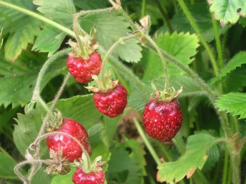 Fragaria 'Capron'