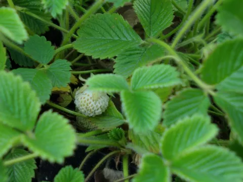 Fragaria rubicola 'Mount Omei'