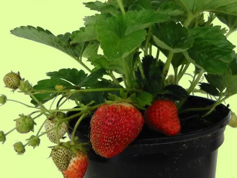 Fragaria 'Temptation'