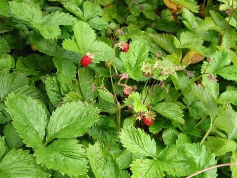 Fragaria vesca