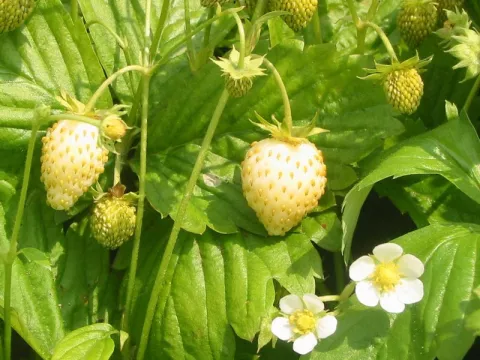 Fragaria alpinum 'Yellow Wonder'