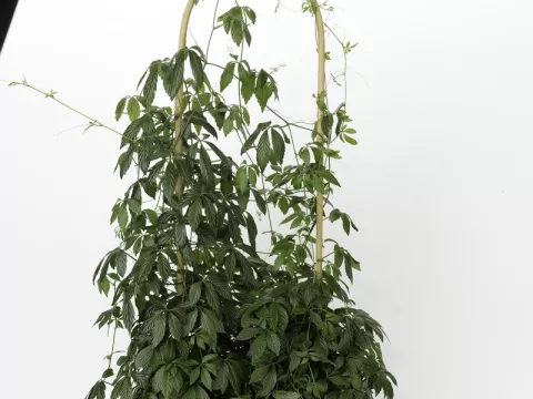 Gynostemma pentaphyllum