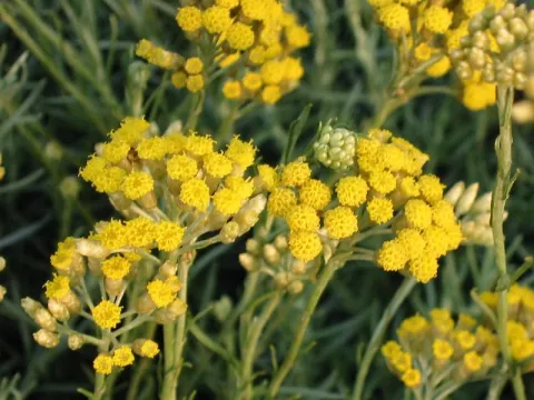 Helichrysum it. 'Darlington'
