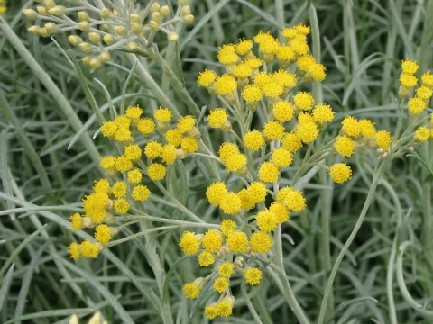 Helichrysum italicum