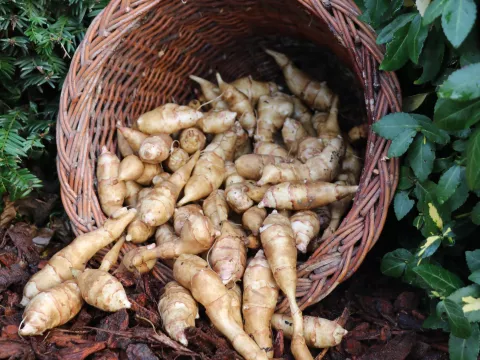 Helianthus strumosus