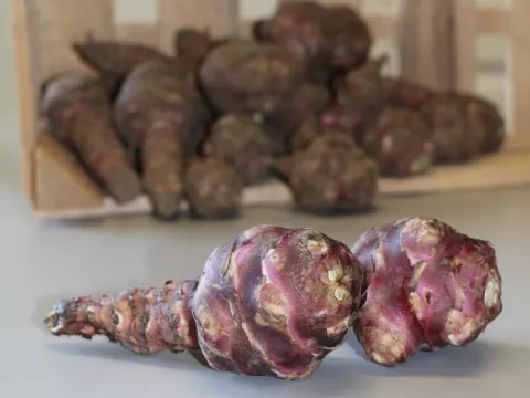 Helianthus tuberosus