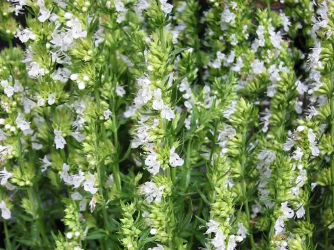 Hyssopus offic. 'Alba'