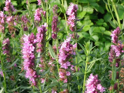 Hyssopus offic. 'Rosea'
