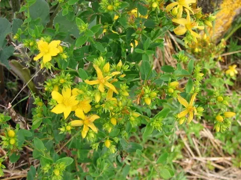 Hypericum perforatum