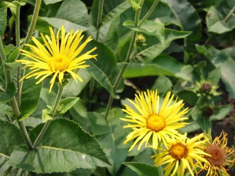 Inula helenium