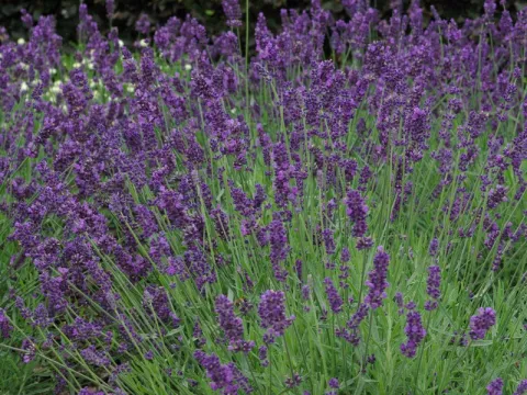 Lavandula ang. 'Hidcote'