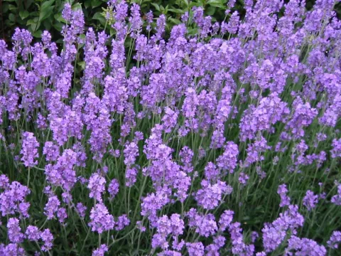 Lavandula ang. 'Munstead'