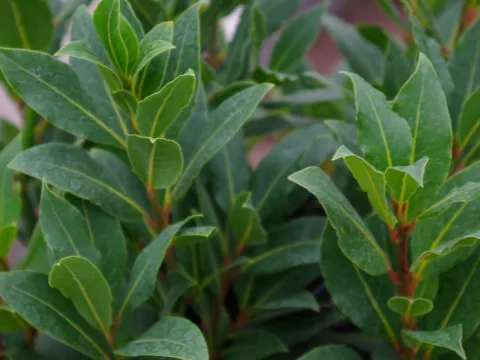 Laurus nobilis