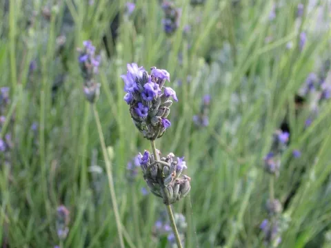 Lavandula spica