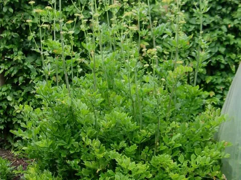 Levisticum officinalis
