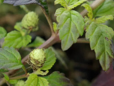 Lippia dulcis